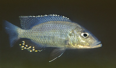 Stigmatochromis woodi 'Luwala Reef'